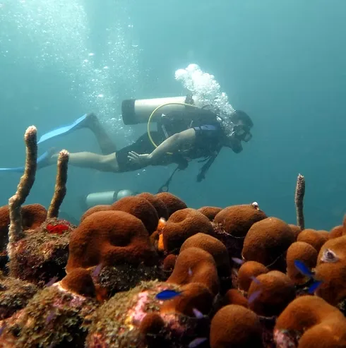 Scuba Diving — Blue Apple Beach, Playa Mamón, Isla Tierra Bomba