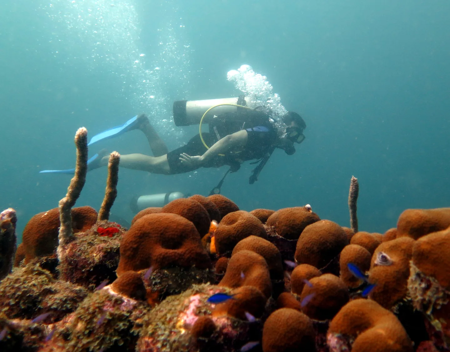 Diver over the house reef coral